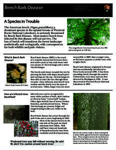 Beech Bark Disease  Pictured Rocks National Lakeshore National Park Service U.S. Department of the Interior