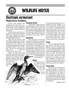 Ornithology / Neotropic Cormorant / Cormorant / Caballo Lake / Bird / Flightless Cormorant / Double-crested Cormorant / Phalacrocorax / Fauna of Asia / Fauna of South America