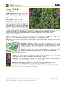 Microsoft Word - Hairy vetch.doc