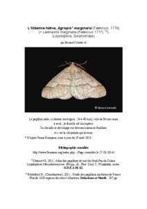 L’Hibernie hâtive, Agriopis* marginaria (FABRICIUS, 1776) (= Larerannis marginaria (FABRICIUS[removed],2) (Lepidoptera, Geometridae) par Bernard SCHMELTZ  © Bernard Schmeltz