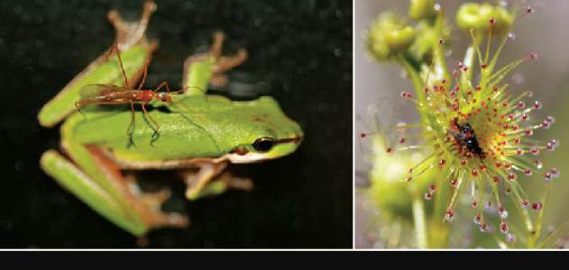 Drosera peltata / Flora of New South Wales / Flora of Tasmania / Flora of the Australian Capital Territory / Litoria / Australian Biological Resources Study / Eastern Dwarf Tree Frog / Flora of Australia / Natural history of Australia / Flora