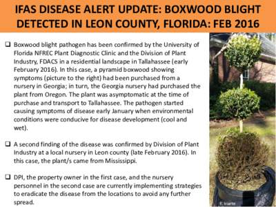 IFAS DISEASE ALERT UPDATE: BOXWOOD BLIGHT DETECTED IN LEON COUNTY, FLORIDA: FEB 2016  Boxwood blight pathogen has been confirmed by the University of Florida NFREC Plant Diagnostic Clinic and the Division of Plant Ind