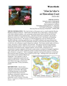 Hawaii / Geography of the United States / Coot / Ecology / James Campbell National Wildlife Refuge / Hanalei National Wildlife Refuge / Fulica / Hawaiian Coot / Wetland