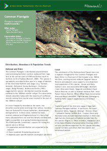 Mammals  B Y R O N S H I R E THREATENED SPECIES PROFILES