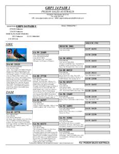 GRP1 14 PAIR 1 PIGEON SALES AUSTRALIA PO BOX 1760 Gawler SA 5118 Tel: URL: www.pigeonsales.com.au * eMail: 