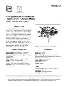 Fact Sheet ST-18 November 1993 Acer japonicum ‘Acontifolium’ ‘Acontifolium’ Fullmoon Maple1 Edward F. Gilman and Dennis G. Watson2