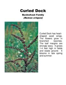 Curled Dock Buckwheat Family (Rumex crispus)  Curled Dock has heartshaped seed wings.