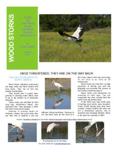 WOOD STORKS  SOME OF THE NEWS FROM