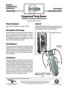 Cornus / Eucosmini / Plant morphology / Twig / Virginia Cooperative Extension