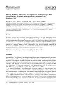 Beetles / Hydrophilidae / Helophorus / Histeridae / Hydrophilus / Chaetotaxy / Insect / Phyla / Protostome / Hydrophiloidea