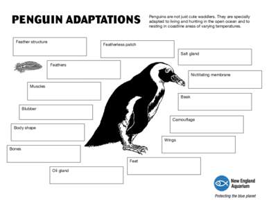 PENGUIN ADAPTATIONS Feather structure Penguins are not just cute waddlers. They are specially adapted to living and hunting in the open ocean and to nesting in coastline areas of varying temperatures.