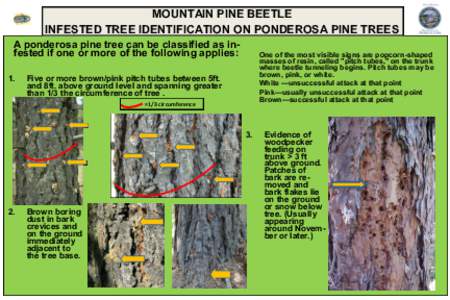 MOUNTAIN PINE BEETLE INFESTED TREE IDENTIFICATION ON PONDEROSA PINE TREES A ponderosa pine tree can be classified as infested if one or more of the following applies: 1.  One of the most visible signs are popcorn-shaped