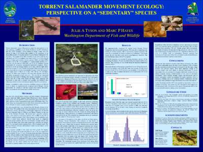 TORRENT SALAMANDER MOVEMENT ECOLOGY: PERSPECTIVE ON A “SEDENTARY” SPECIES ©Eric Lund Forests and Fish Cooperative Monitoring