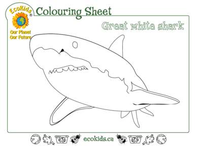 Colouring Sheet Great white shark 