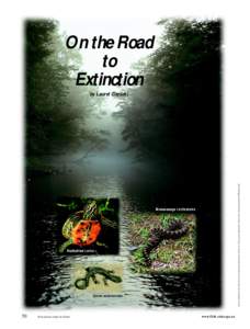 On the Road to Extinction photos-redbellied turtle, Rob Criswell; massasauga rattlesnake, Andrew L. Shiels; green salamander, Russ Gettig; background photo-PFBC photo file