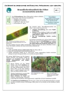 WIRTSPFLANZEN  Braunfleckenkrankheit der Föhre (Lecanosticta acicola) Das Wirtsspektrum dieser Pilzkrankheit umfasst zahlreiche Föhrenarten. In der Schweiz sind gefährdet:
