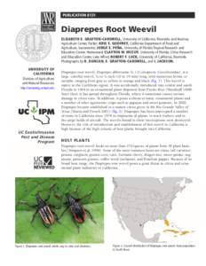 PUBLICATION[removed]Diaprepes Root Weevil ELIZABETH E. GRAFTON-CARDWELL, University of California, Riverside, and Kearney Agriculture Center, Parlier; KRIS E. GODFREY, California Department of Food and Agriculture, Sacrame