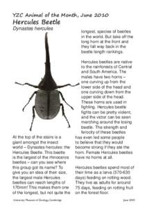 Dynastes / Phyla / Protostome / Beetle / Hercules / Zoology / D. hercules / Scarabaeidae / Dynastinae / Hercules beetle / Rhinoceros beetle