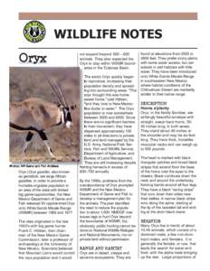 WILDLIFE NOTES Oryx Photos: NM Game and Fish Archives  Oryx (Oryx gazella), also known