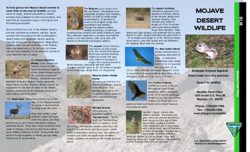 Mojave Desert Wildlife Brochure