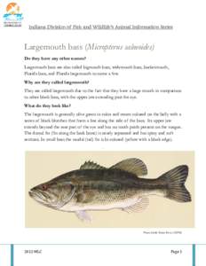Indiana Division of Fish and Wildlife’s Animal Information Series  Largemouth bass (Micropterus salmoides) Do they have any other names? Largemouth bass are also called bigmouth bass, widemouth bass, bucketmouth, Flori