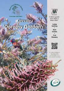 ®  Grevillea ‘Dorothy Gordon’ A Myall Park Selection  A Better Garden