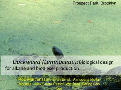 Prospect Park, Brooklyn  Duckweed (Lemnaceae): Biological design for alkane and biodiesel production Rob Martienssen, Evan Ernst, Almudena MollaMorales, Alex Canto Pastor, Will Dahl, Seung Cho Lee