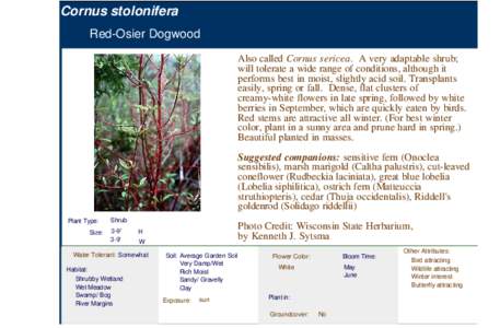 Red-Osier Dogwood (cornus stolonifers)
