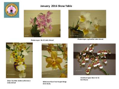 January 2016 Show Table  Phalaenopsis No ID Linda Stroud Chian-Tzy-Wise Golden Afternoon Linda Stroud