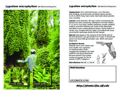 Lygodium / Plant morphology / Schizaeales / Pteridophyta / Frond / Flora of Japan / Fern / Leaf / Lygodium japonicum / Flora / Botany / Biota