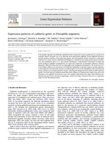 Expression patterns of cadherin genes in Drosophila oogenesis