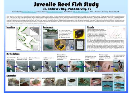Juvenile Reef Fish Study St. Andrew’s Bay, Panama City, FL Andrew David ([removed]) , Stacey Harter ([removed]) , Marta Ribera ([removed]) . NOAA Fisheries Laboratory, Panama City, FL