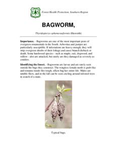 Forest Health Protection, Southern Region  BAGWORM, Thyridopteryx ephemeraeformis (Haworth) Importance. - Bagworms are one of the most important pests of evergreen ornamentals in the South. Arbovitae and juniper are