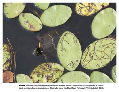 Winner: Reinier Goudswaard photographed this Painted Turtle (Chrysemys picta) swimming in a large pond upstream from a cascade near Otter Lake along the Blue Ridge Parkway in Virginia in July 2010. Sun  Mon