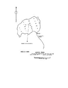 Lovewell Pond / Trickey Pond / Fish / Micropterus / Smallmouth bass