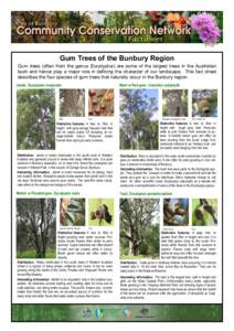 Gum Trees of the Bunbury Region Gum trees (often from the genus Eucalyptus) are some of the largest trees in the Australian bush and hence play a major role in defining the character of our landscape. This fact sheet des