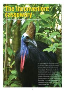 Flightless birds / Ornithology / Taxonomy / Computing / Mission Beach /  Queensland / Coastal Wet Tropics Important Bird Area / Birds of Australia / Cassowary / Casuarius