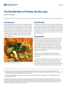 EENY-050  The Bumble Bees of Florida, Bombus spp.1 Lionel A. Stange2  Introduction