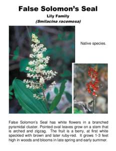 False Solomon’s Seal Lily Family (Smilacina racemosa)  Native species.