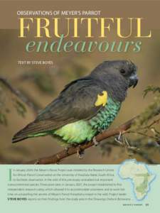 Observations of Meyer’s Parrot  fruitful endeavours  Text by steve boyes