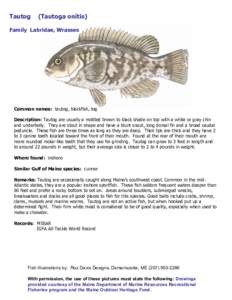 Tautog  (Tautoga onitis)  Family  Labridae, Wrasses  Common names:  tautog, blackfish, tog  Description: Tautog are usually a mottled brown to black shade on top with a white or gray chin  an
