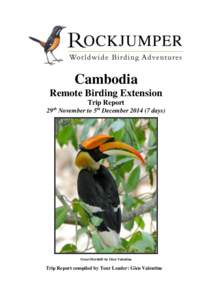 Megalaimidae / Green-eared Barbet / Coppersmith Barbet / Black-browed Barbet / Blue-eared Barbet / Bengal Florican / Cambodia / Capito / Angkor Wat / Megalaima / Asia / Ornithology