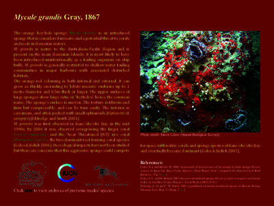 Mycale grandis Gray, 1867 The orange key-hole sponge Mycale grandis is an introduced sponge that is considered invasive and a potential threat to corals and reefs in Hawaiian waters. M. grandis is native to the Australas