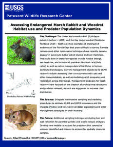 Patuxent Wildlife Research Center Assessing Endangered Marsh Rabbit and Woodrat Habitat use and Predator Population Dynamics The Challenge: The Lower Keys marsh rabbit (Sylvilagus palustris hefneri - LKMR) and the Key La
