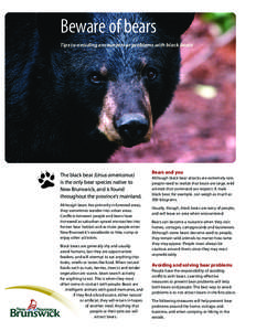 Beware of bears Tips to avoiding encounters or problems with black bears The black bear (Ursus americanus) is the only bear species native to New Brunswick, and is found