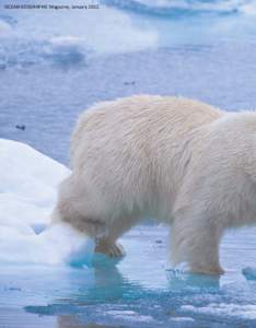 OCEAN GEOGRAPHIC Magazine, January 2012.  ICE BEAR ROUBLE in