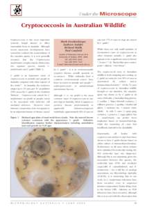 Microbiology / Tremellomycetes / Fungal diseases / Antifungals / Triazoles / Cryptococcus gattii / Cryptococcosis / Cryptococcus / Fluconazole / Mycology / Biology / Yeasts