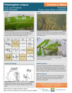 Potamogeton crispus  Invasive to Maine Curly Leaf Pondweed, Curly Pondweed