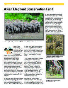 U.S. Fish & Wildlife Service  Asian Elephant C