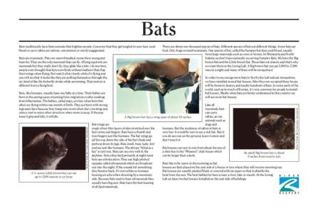 Bats  Merlin D Tuttle, Bat Conservation International Bats, like humans, usually have one baby at a time. Their babies are born in the spring upon returning from migration or after awaking
